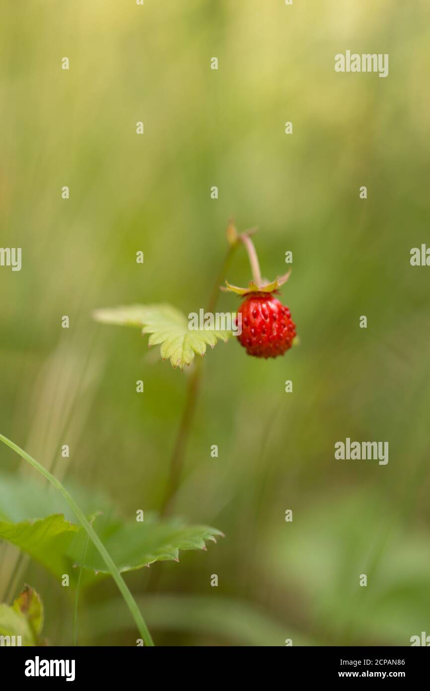 Strawberry ripe hi-res stock photography and images - Alamy