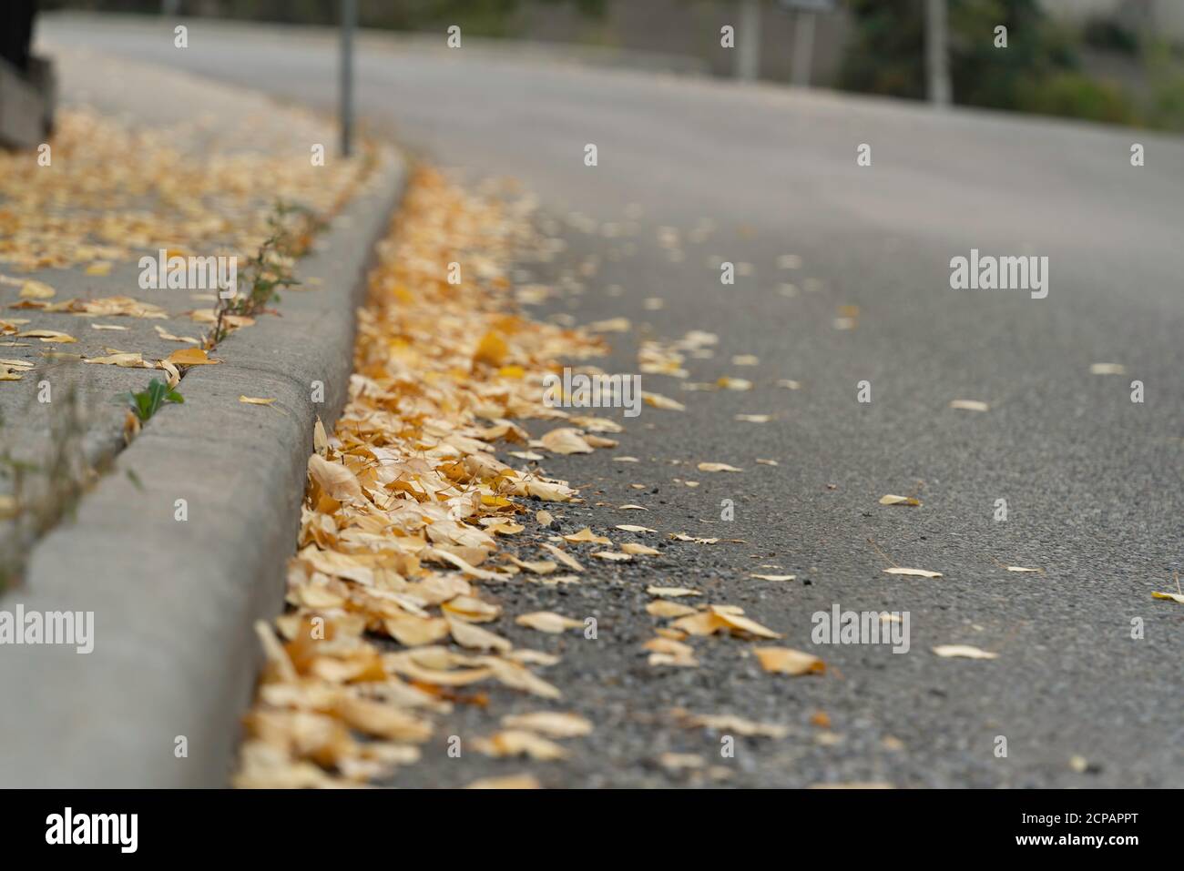 Brown leaves on a city walkway pavement and road in fall Stock Photo