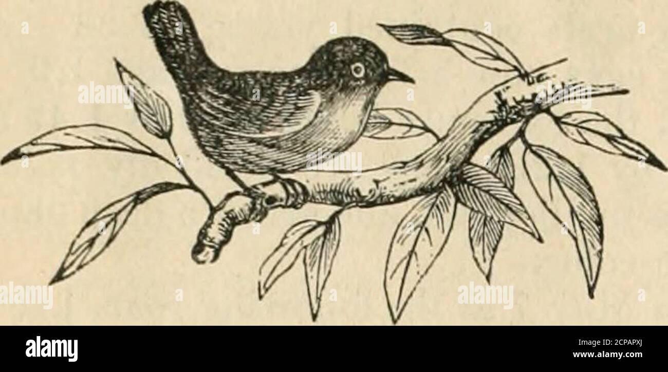 . The Oist . When nearly fledg-ed, the wiugs and back have a very markedmetallic lustre ; the base of bill, with ter-minal one-fourth inch aud a two-fifths inchmedian band, black ; the intervening por-tions pinkish-wliite. In temperate North America August isthe last mouth during which the bird eggcollector can gather specimens, aud theseare necessarily second sets and late nests,with the exception of Clirysomitris tristis,whose nest and fresh eggs are to be foundsometimes as late as the middle of Septem-ber. The season of reproduction of thisbird does not usually commence until thelatter part Stock Photo