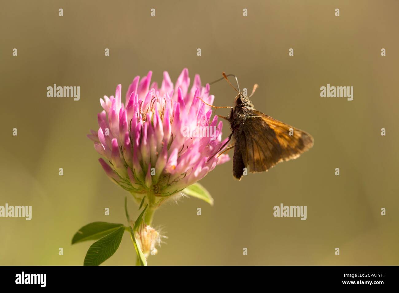Butterfly on red clover, natural brownish background Stock Photo