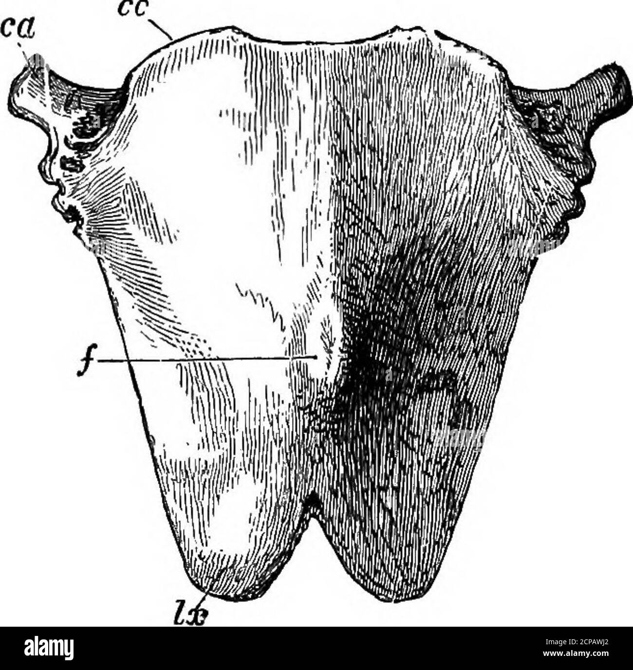 The structure and classification of birds . the Tracheal Pouch of the Emu,  P. Z. S. 1867, p. 405. 2 For the lungs and air sacs of Struthione^ see  ante, p.