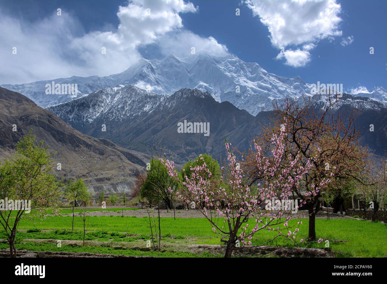 land scape photography od spring , cherry blossom and apricot blossom ...