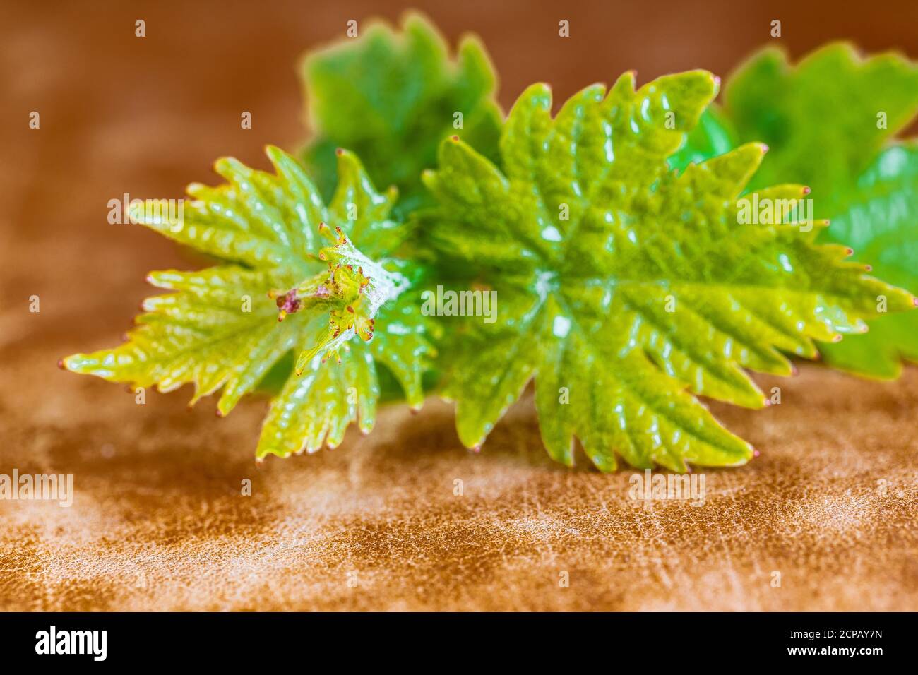 Grapevine, shoot, close-up, leaves Stock Photo