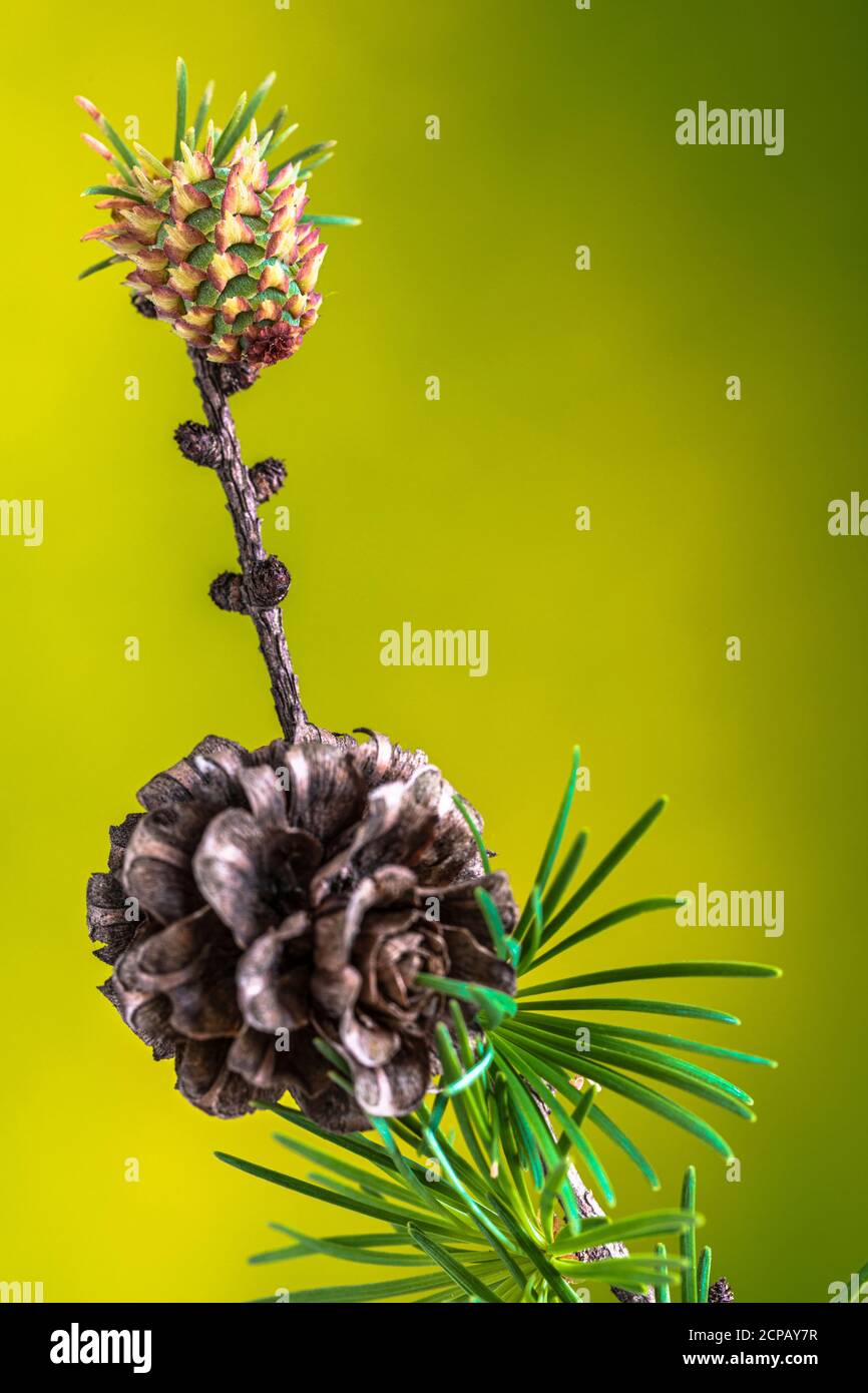 Larch cones, closeup Stock Photo Alamy