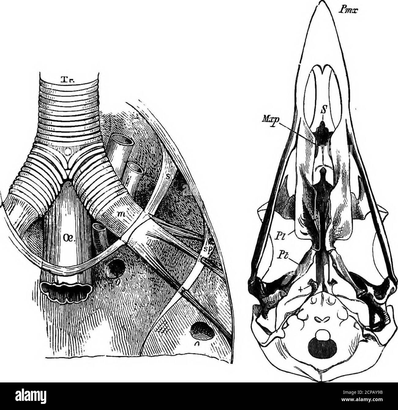 Supinator Muscle High Resolution Stock Photography and Images - Alamy