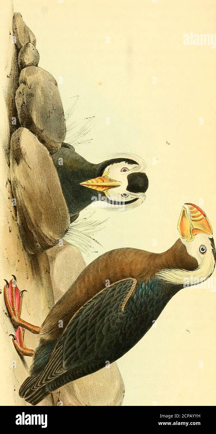 . The birds of America : from drawings made in the United States and their territories . !2j : O Co Si THE TUFTED PUFFIN. 235 middle, or along the extent of a long, narrow, rounded dorsal prominence,which extends from the base to the first groove, afterwards curved in thefourth of a circle, the ridge narrow, in its basal half rounded, narrower andrather sharp towards the end, the sides slightly convex, and marked withfour curved transverse grooves, between the nostril and the tip, the edgesrather blunt, nearly straight until close to the decurved, narrow, obtuse tip.The basal rim is scrobicula Stock Photo