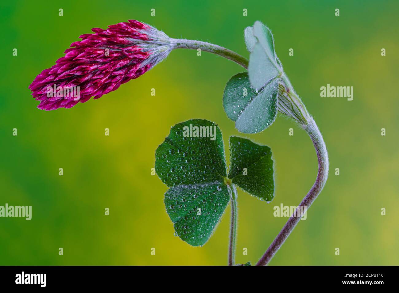 Purple clover, Trifolium incarnatum, leaves, blossom Stock Photo