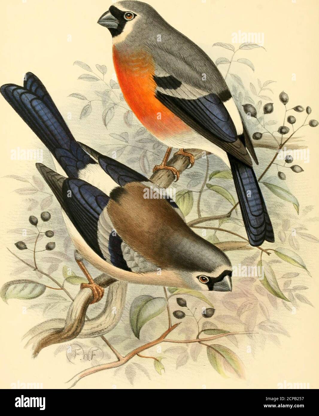 . A monograph of the weaver-birds, Ploceidae, and arboreal and terrestrial finches, Fringillidae . ara. Cukn a. &lt;? E. B. Paucartambo, I igh Peru (H. Whitely). 6-8 3-65 3-2 1-0 0-55 b. $ E. B. Tinta, W. Peru (H. Whitely). 6-35 3-65 315 1-0 0-55 c. &lt;? E. B. Santiago (IFeiss imipt). 7-5 3-8 3-15 0-95 0-55 d. i Imm. E. B. Chili (C. Reed). 7 05 3-8 3-25 0-9 0-55 e. $ Imm. E. B. Chili (C. Reed). 7-15 3-9 3-2 0-95 0-5 /■ (? Imm. E. B. Chili (C. Reed). 7-15 3-8 3-1 0-95 0-5 y- ? E. B. Chili (C. Reed). 6-75 3-85 31 0-95 0-5 h. ? E. B. Chili (C. Reed). 6-75 3-7 3-15 0-9 0-5 i. ? E. B. Chili (C. Re Stock Photo