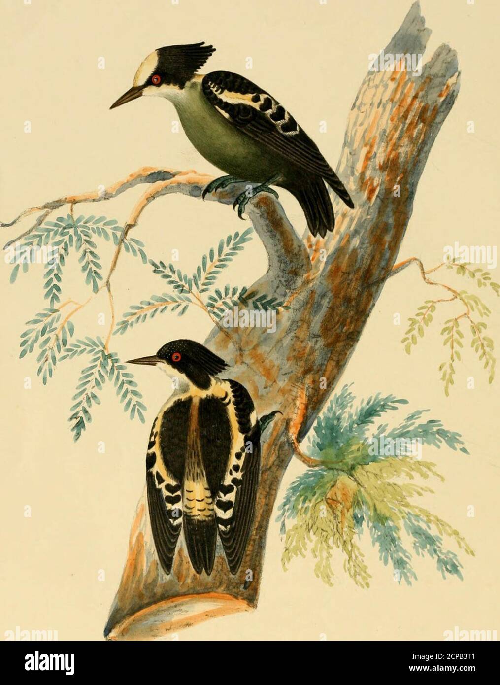 . Illustrations of Indian ornithology : containing fifty figures of new, unfigured and interesting species of birds, chiefly from the south of India . Minima of Tickell, and DiccBum Tickellice olim of Blyth; of which,however, I have recently obtained specimens from Canara. My Shikarees call this littlebird chitloo jitta, a name which they also apply to that curious bird the ParisomaVireoides of my Cat. No. 133; the Fringilla Agilis of Tickell, and Pipra Squalida ofBurton, now made into a new genus, Piprisoma,* by Mr. Blyth, and placed in theDicceum group by him; thus confirming the view of its Stock Photo