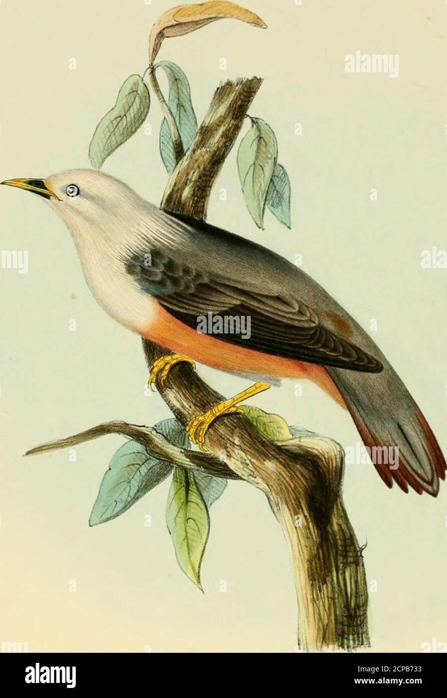 . Illustrations of Indian ornithology : containing fifty figures of new, unfigured and interesting species of birds, chiefly from the south of India . iefly the forests of Malabar, and the other high jungles of the westerncoast. I add what Mr. Blyth says on their_ points of difference. The two species agreeexactly in size and colouring of feathers, except that yours has a yellow throat in bothsexes ; bu the form of the bill is essentially different, and there are several other distinctions.Tr. aromaticus verus (from Bengal andArracan) has a very much stronger bill, the corneousportion of which Stock Photo