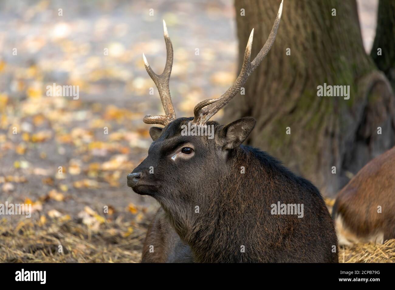 Sika Deer Buck High Resolution Stock Photography and Images - Alamy