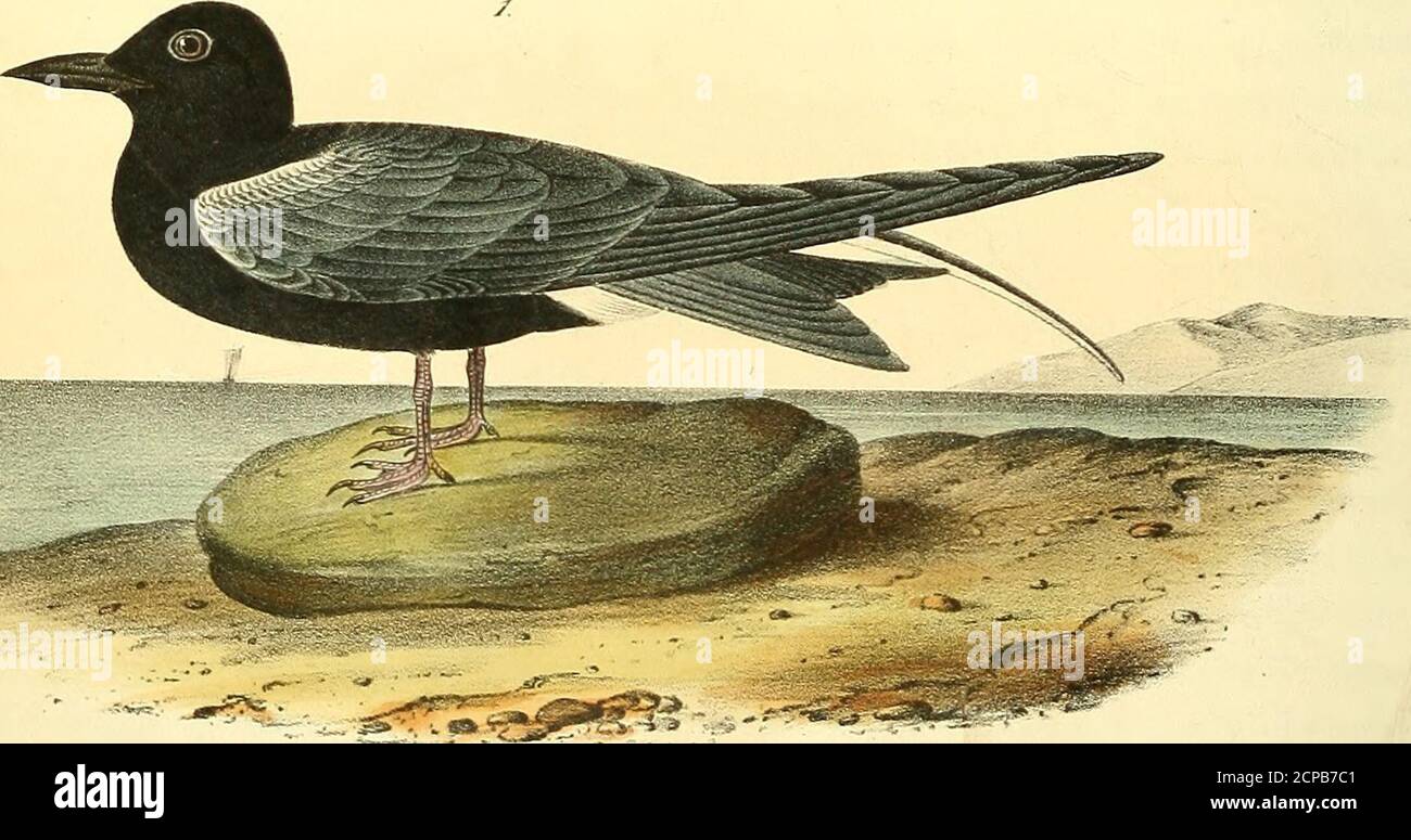 R tern hi-res stock photography and images - Page 4 - Alamy