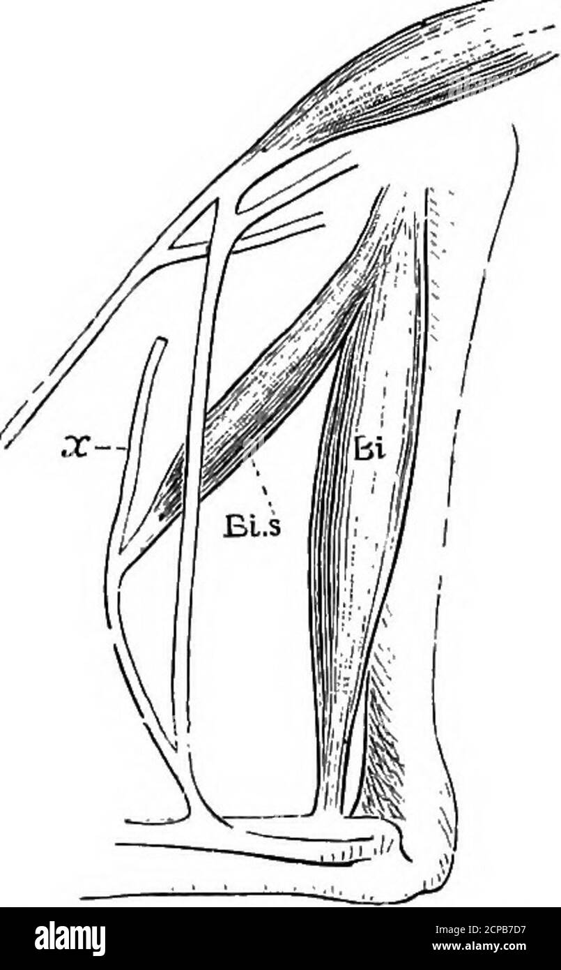 The structure and classification of birds . Fig. 160.—Deep Flexoe TendonsOF  Heliornis (after Beddaed). A, fl. hallucis ; 5, fl. communis ; 1-4,slips to  digits. Fig. 161.—Patagial Muscles ofHeliornis (after Beddaed)