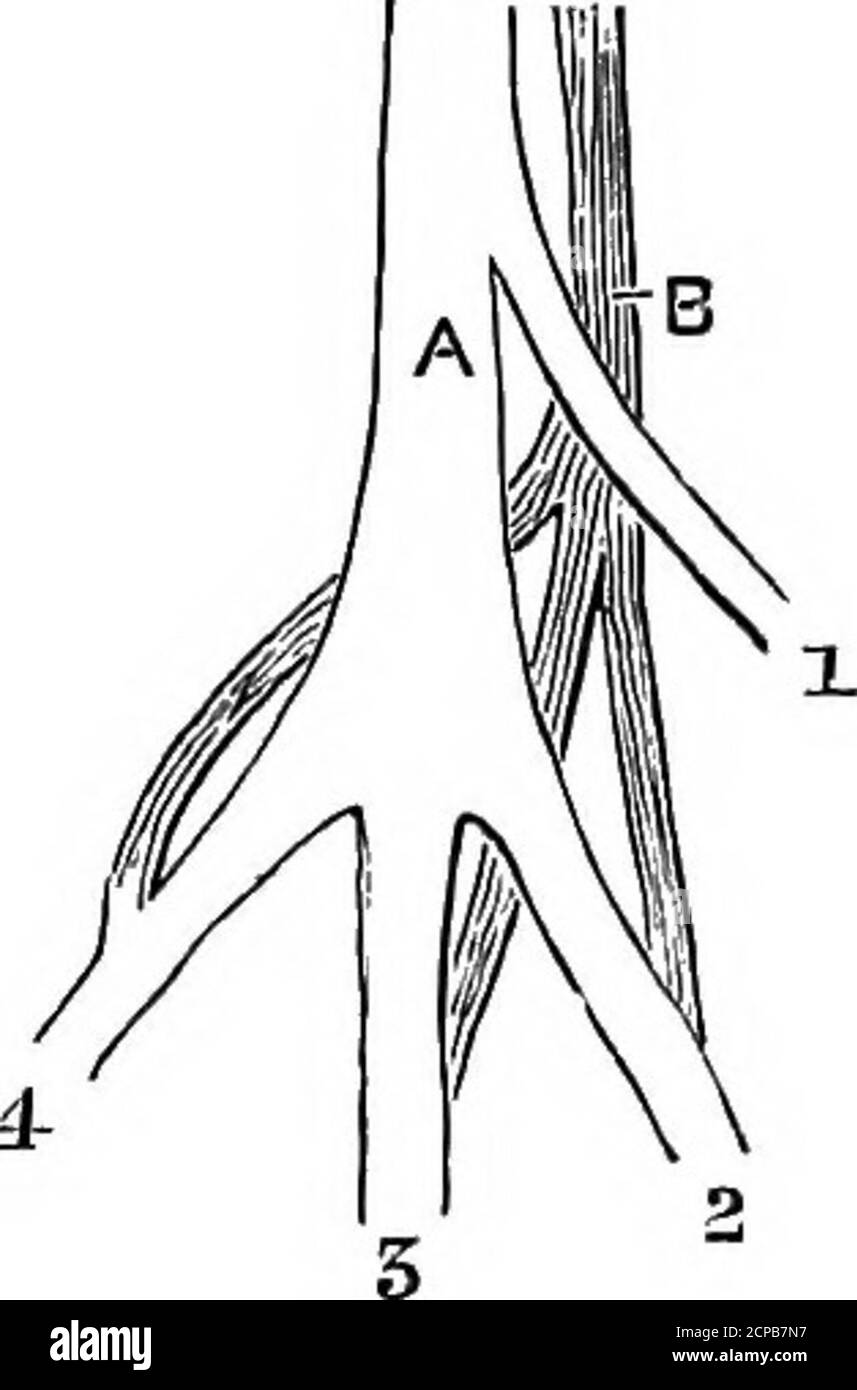 . The structure and classification of birds . y have some relation toswimming; for in certain auks (q.v.) there is a similargastrocnenial attachment. On the Anatomy of Podica senegalensis, P. Z. S. 1890, p. 425 ; On theOsteology, Pterylosis, and Muscular Anatomy of the American Finfoot (Heliornissurmamensis), Ibis, 1893, p. 30. Beitrage zur Kenntniss der Naturgesohiohte der Vogel, &c., Mem. Ac.Sei. St. Petersburg, 1840, p. 81. See also Gibbel, Zur Naturgesohiohte dessurinamischen Wasserhuhns Podoa surinamenais, Zeitschr. ges. Naturw. xyiii.1861, p. 424, and Nitzschs Pterylography. 326 STRUCTUR Stock Photo