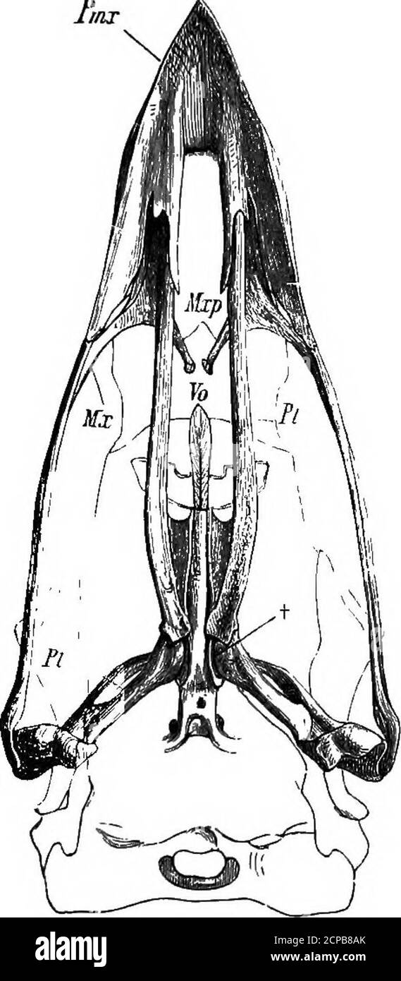. The structure and classification of birds . cervicalvertebrae have strong median hsemapophyses, those of thesixteenth being fused with the two following at their ex-tremities (cf. JfMsqp/iagra, p. 285). The last cervical vertebraand the three anterior dorsals are themselves fused. It will be simpler to compare the vertebrae of Galluswith those of some other Galli by means of the followingtable:— Crossoptilon mantchuricumNumida cristataTalegalla Lathami .Megacephalon maleo .Callvpepla caUfornicaPtilopachys ventralisAburria carunculata. First HiBm-apoph. Last HaeiD. Hsem. fused i VertebrsB !fu Stock Photo