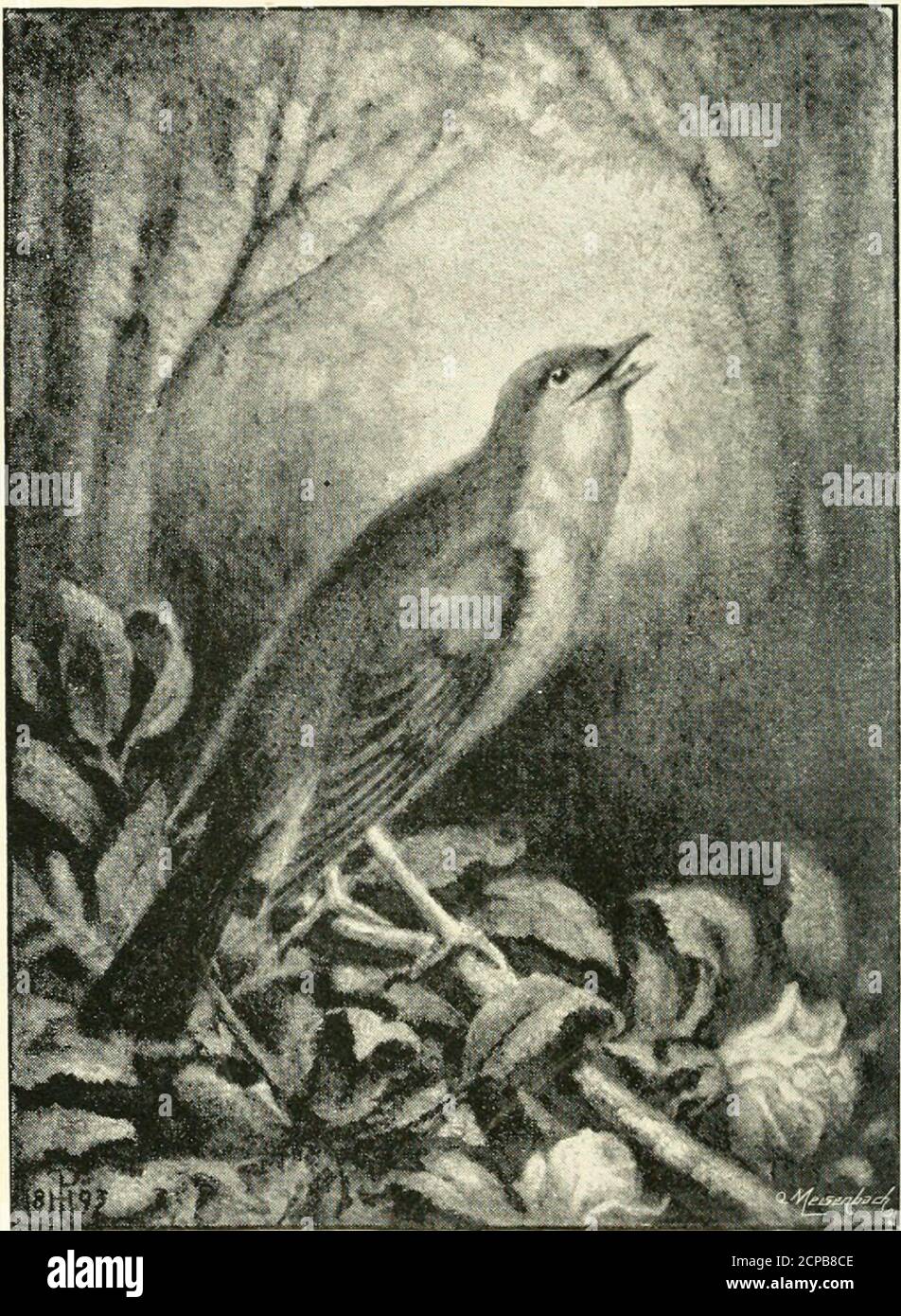 Bards And The Birds The Mute Silence Hist Along Less Philomel Will Deign A Song In Her Sweetest Saddest Plight Smoothing The Rugged Brow Of Night While Cynthia Checks Her Dragon Yoke Gently Oer The Bards And The Birds The Mute Silence Hist Along Less Philomel Will Deign A Song In Her Sweetest Saddest Plight Smoothing The Rugged Brow Of Night While Cynthia Checks Her Dragon Yoke Gently Oer The