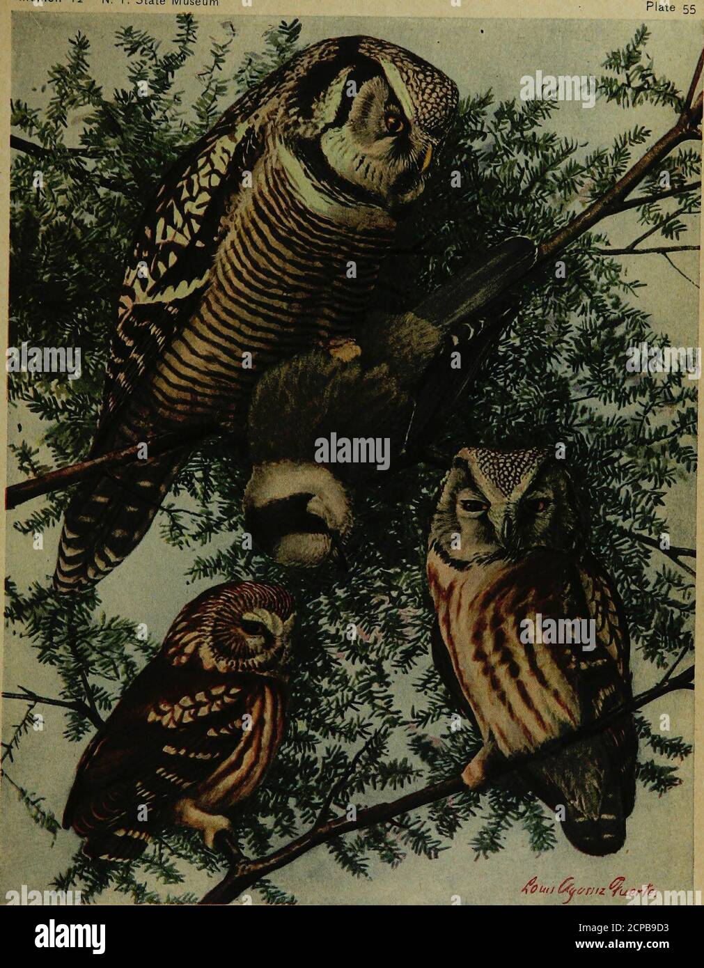 Birds of New York . SNOWY OWL Syctea nyctea (Linnaeus) GREAT GRAY OWL  Scotiaptvx nebulosa neiulosa (J. E. Forster) All Vb nat. size BARRED OWL  Strix varia varia Barton Digitized by