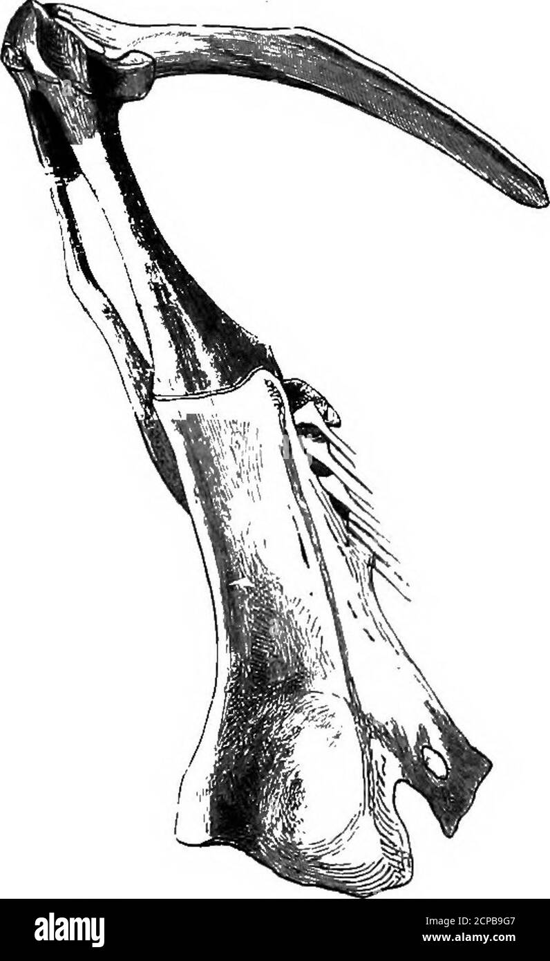 The structure and classification of birds . escription of the