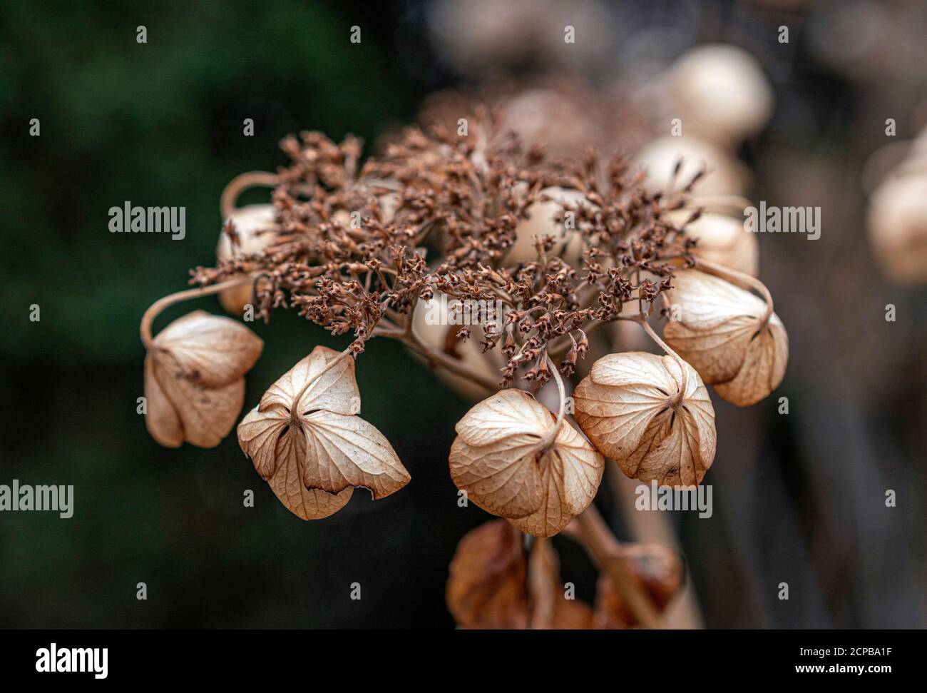 Wilted hydrangea in the garden (Hydrangea macrophylla) Stock Photo