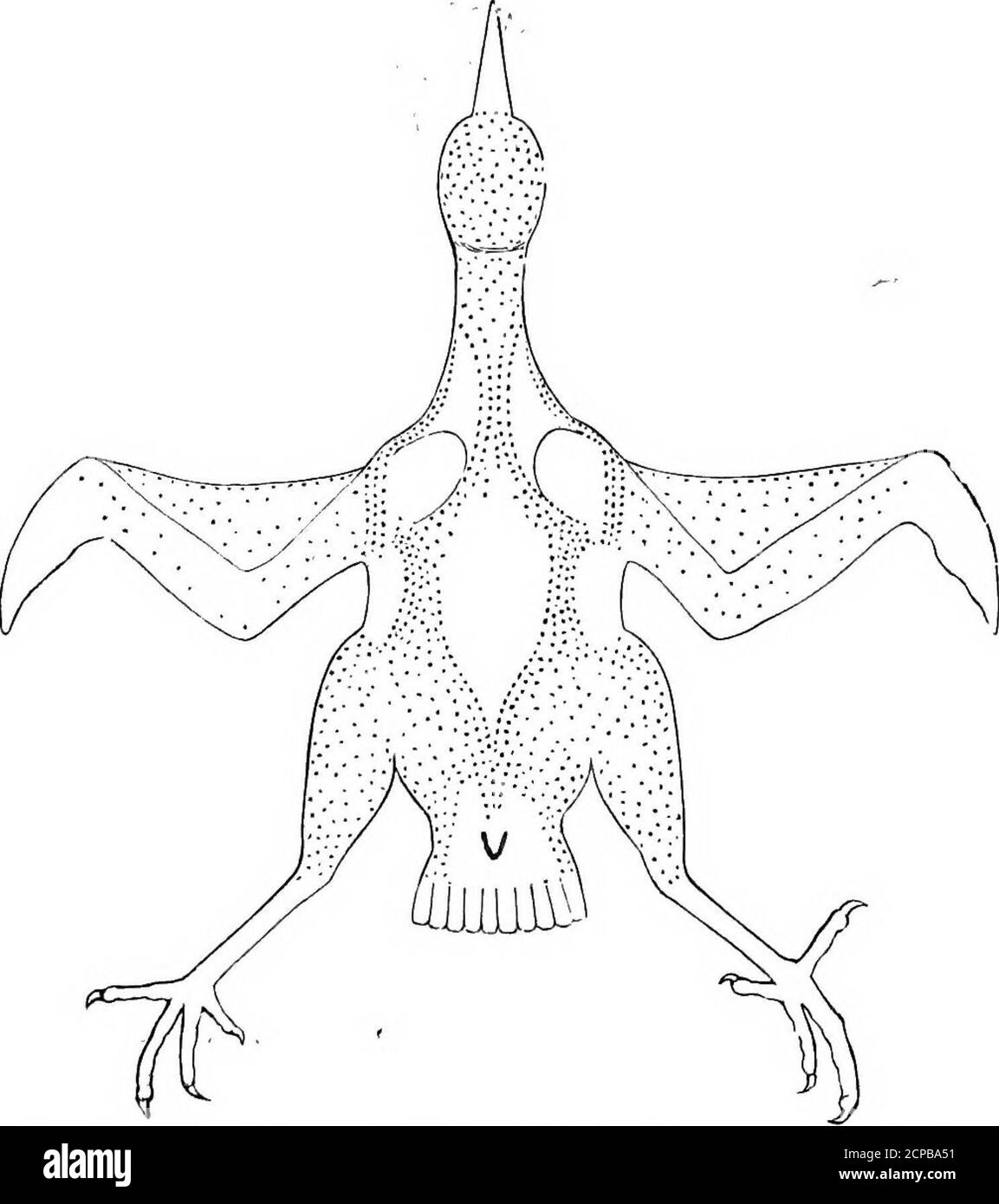 . The structure and classification of birds . Fig. 134.—Ptekylosis or ...