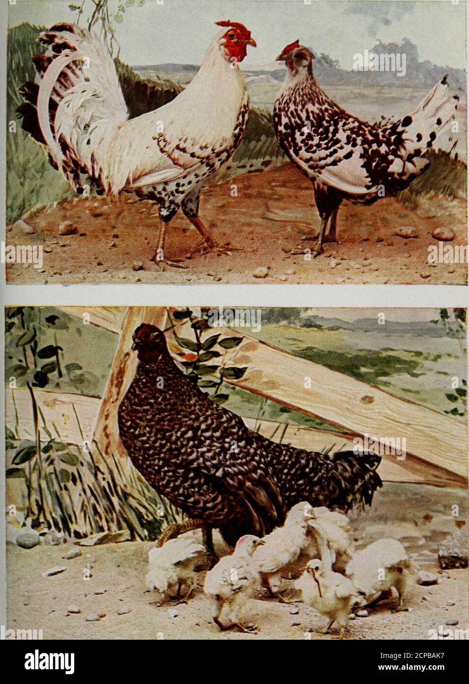 Www Flickr Com Photos Internetarchivebookimages Tags Book 276 Ki U Gt Rkk Nm1 Hex Famous Foreign Birds 485 It Is Of Interest To Note That In The Enghsh Language Thecommon Fowl Has No Distinctive Name The Term