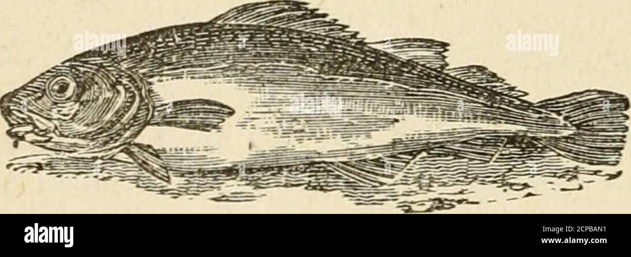 . The history of birds : their varieties and oddities, comprising ...