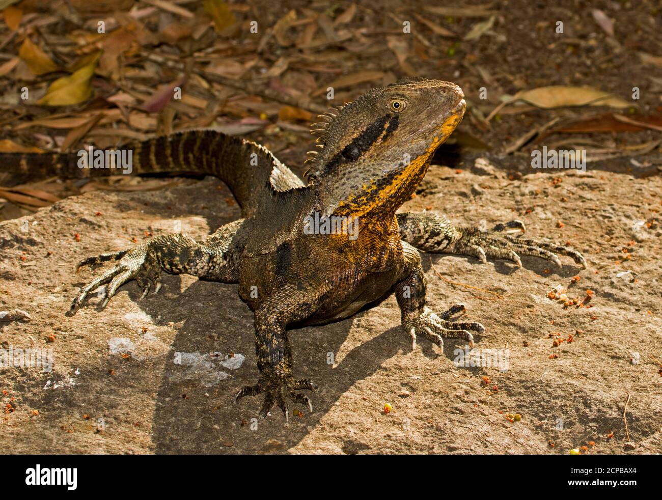 Eastern water dragon lizard, Intellagama lesueurii basking in the sun on a rock in a city park in Queensland Australia Stock Photo