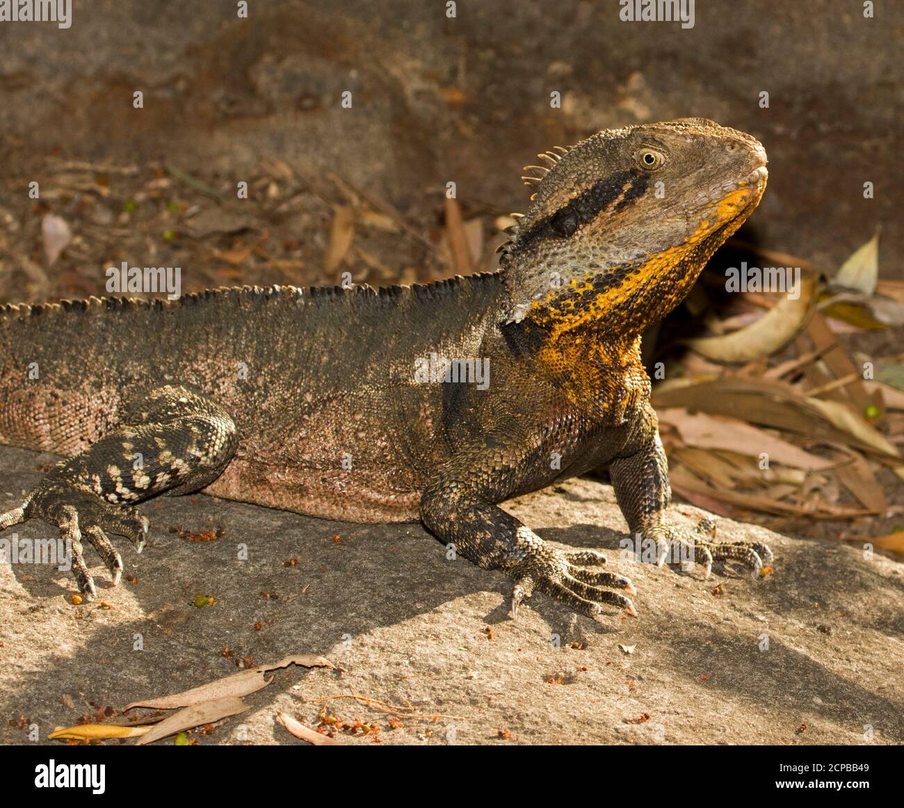 Eastern water dragon lizard, Intellagama lesueurii basking in the sun on a rock in a city park in Queensland Australia Stock Photo