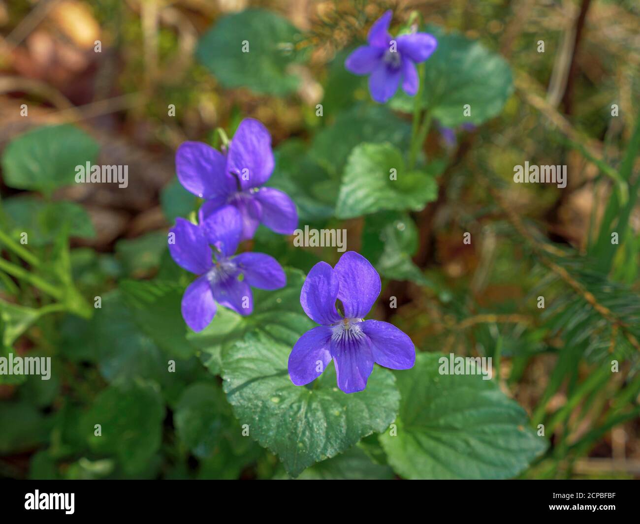 Forest violets (Viola sylvestris) on the forest floor, early bloomers Stock Photo