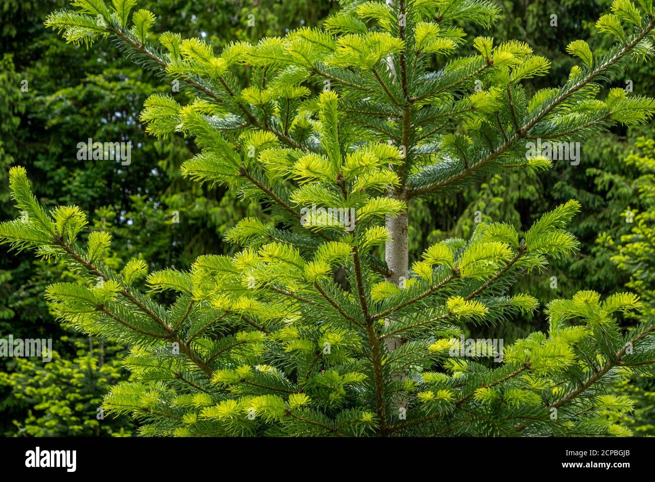 Young shoots of a Norway spruce (Picea abies), Bavaria, Germany, Europ Stock Photo