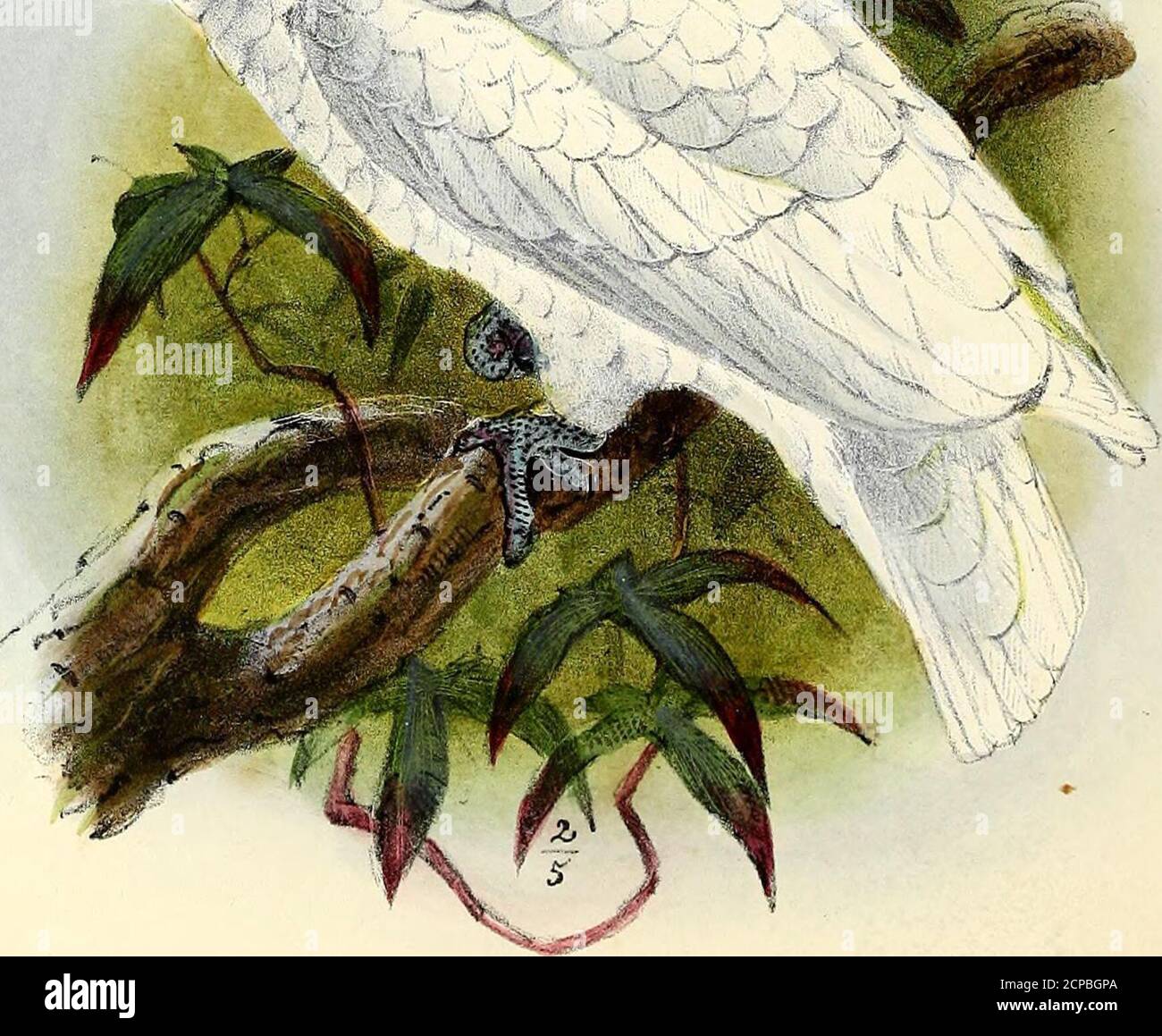 Onze vogels in huis en tuin . ls hij toornig isof zijn wijfje tegen de  aanvallen zijner vijanden beschermt. In eene kleine kooi kunnen zij niet  tieren, en zijn dan uiterst, image size:1300x1159