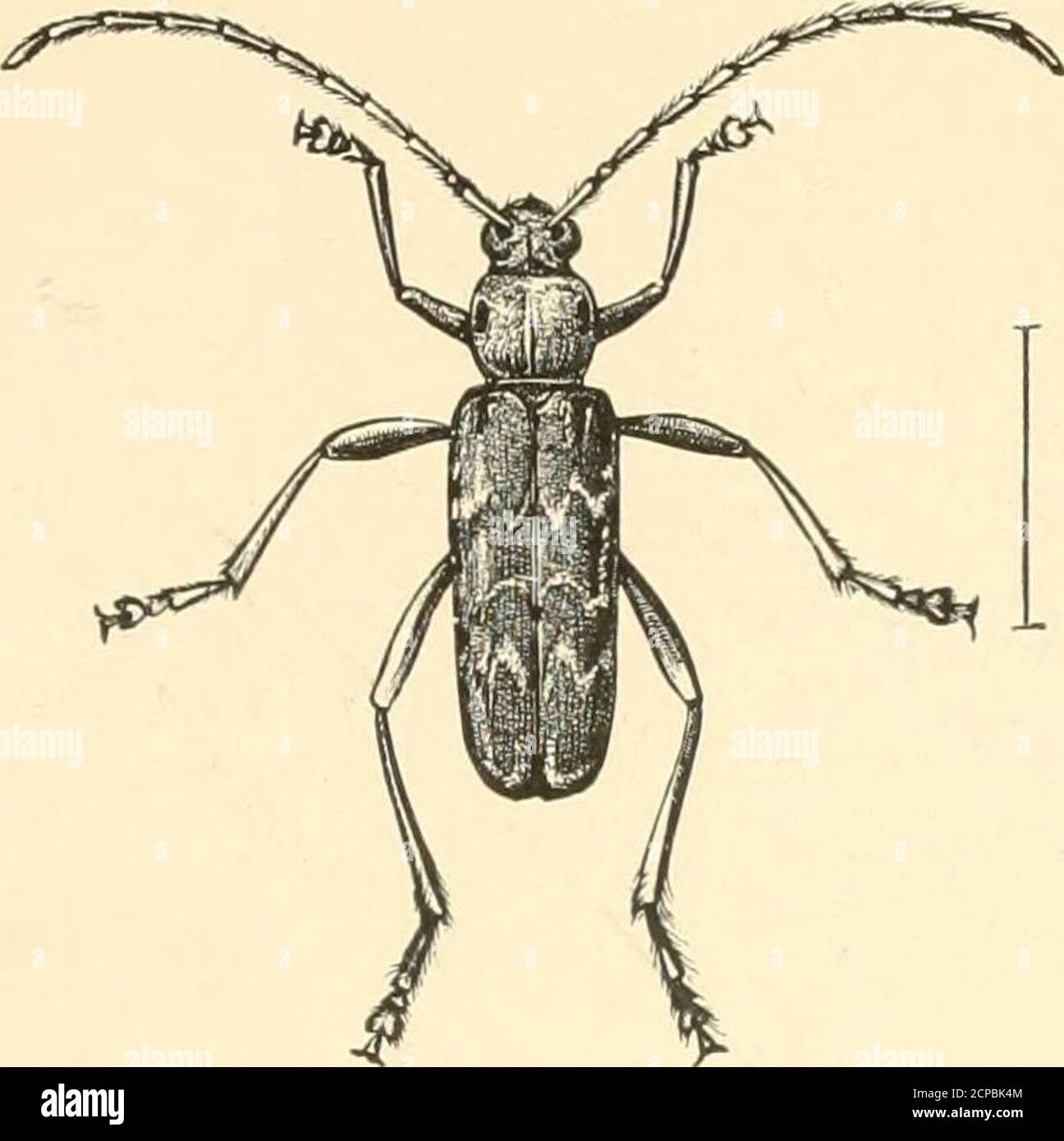 Masschaeffer Insect . Useful birds and their protection. Containing brief descriptions of ...