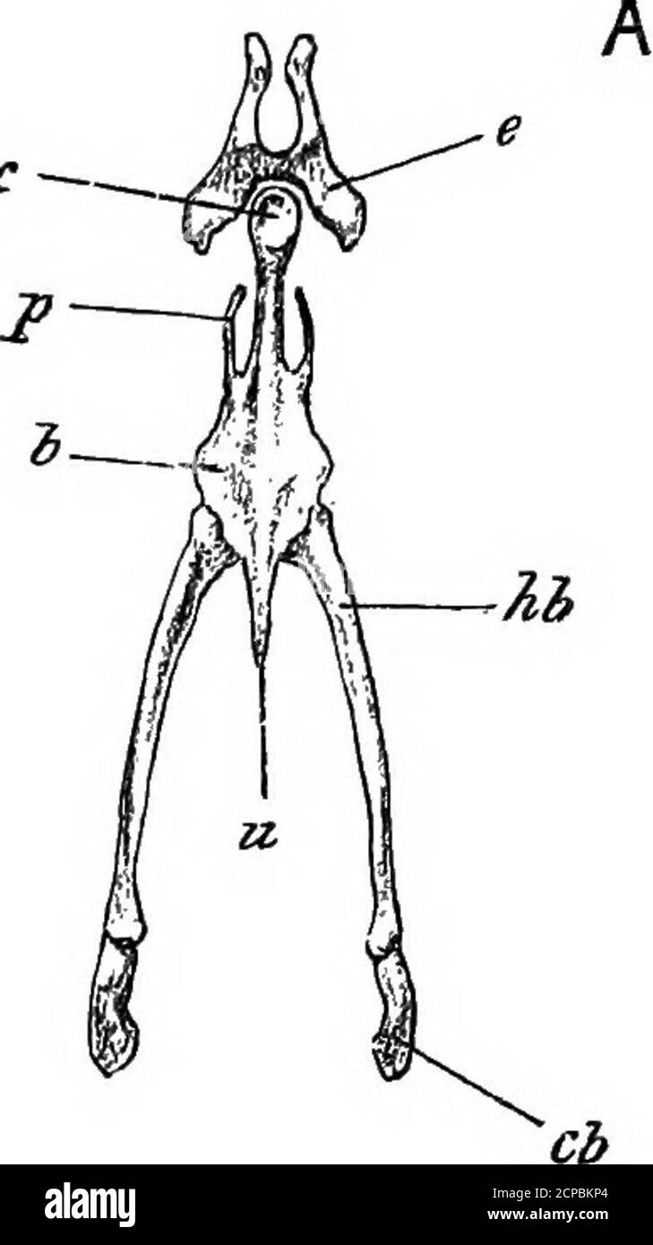 Cola structure Cut Out Stock Images & Pictures - Alamy
