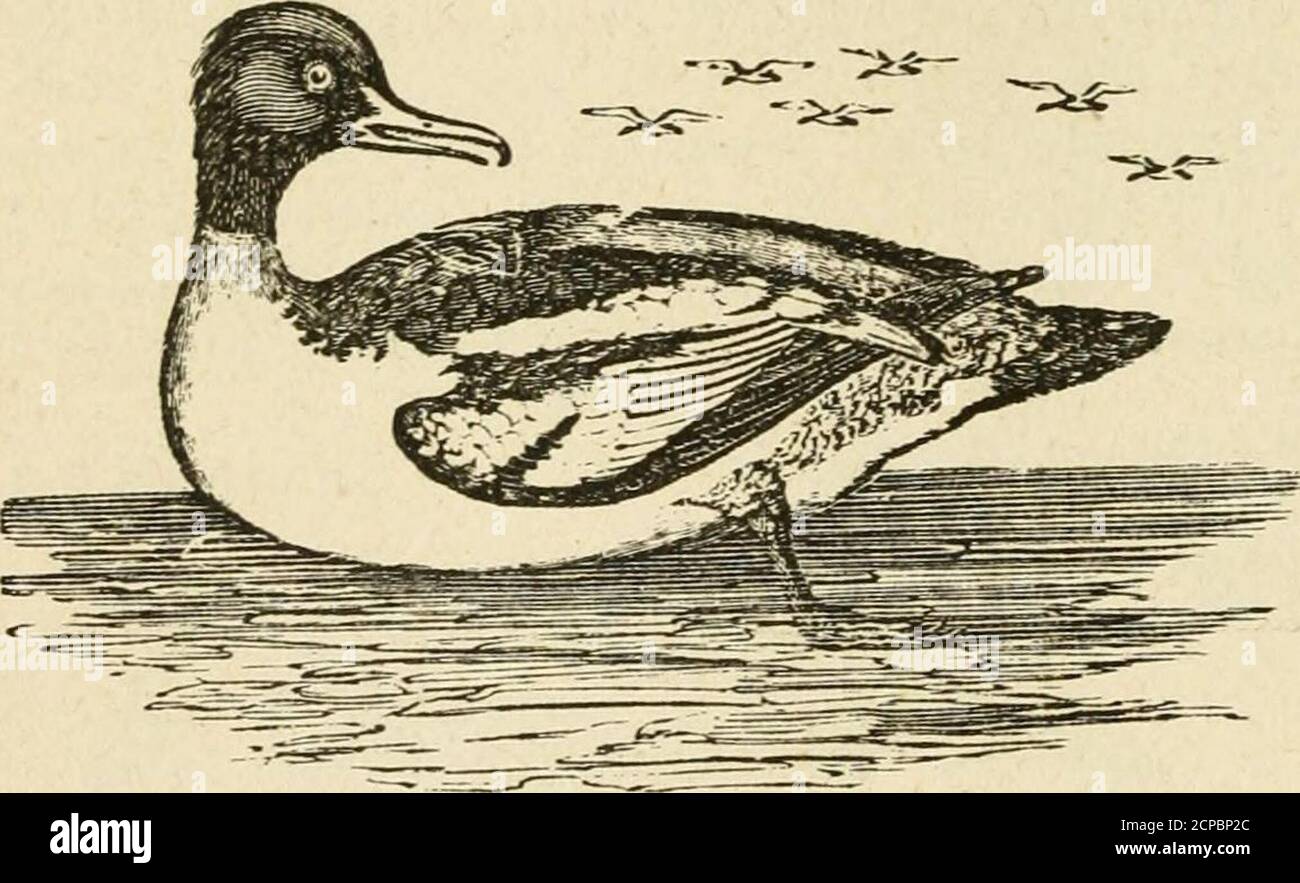 . The history of birds : their varieties and oddities, comprising graphic descriptions of nearly all known species of birds, with fishes and insects, the world over, and illustrating their varied habits, modes of life, and distinguishing peculiarities by means of delightful anecdotes and spirited engravings . ||^SWJ»V!*&gt; EIDER DUCK. ZC&gt;(J THE GCOSANDEK WILD DUCK. The eider-down, when pure, is oi such value that it is sold inLapland for two dollars a pound. It is extremely soft and warm,and so light and expansive, that a couple of handsful squeezed together,are sufficient to fill a down q Stock Photo