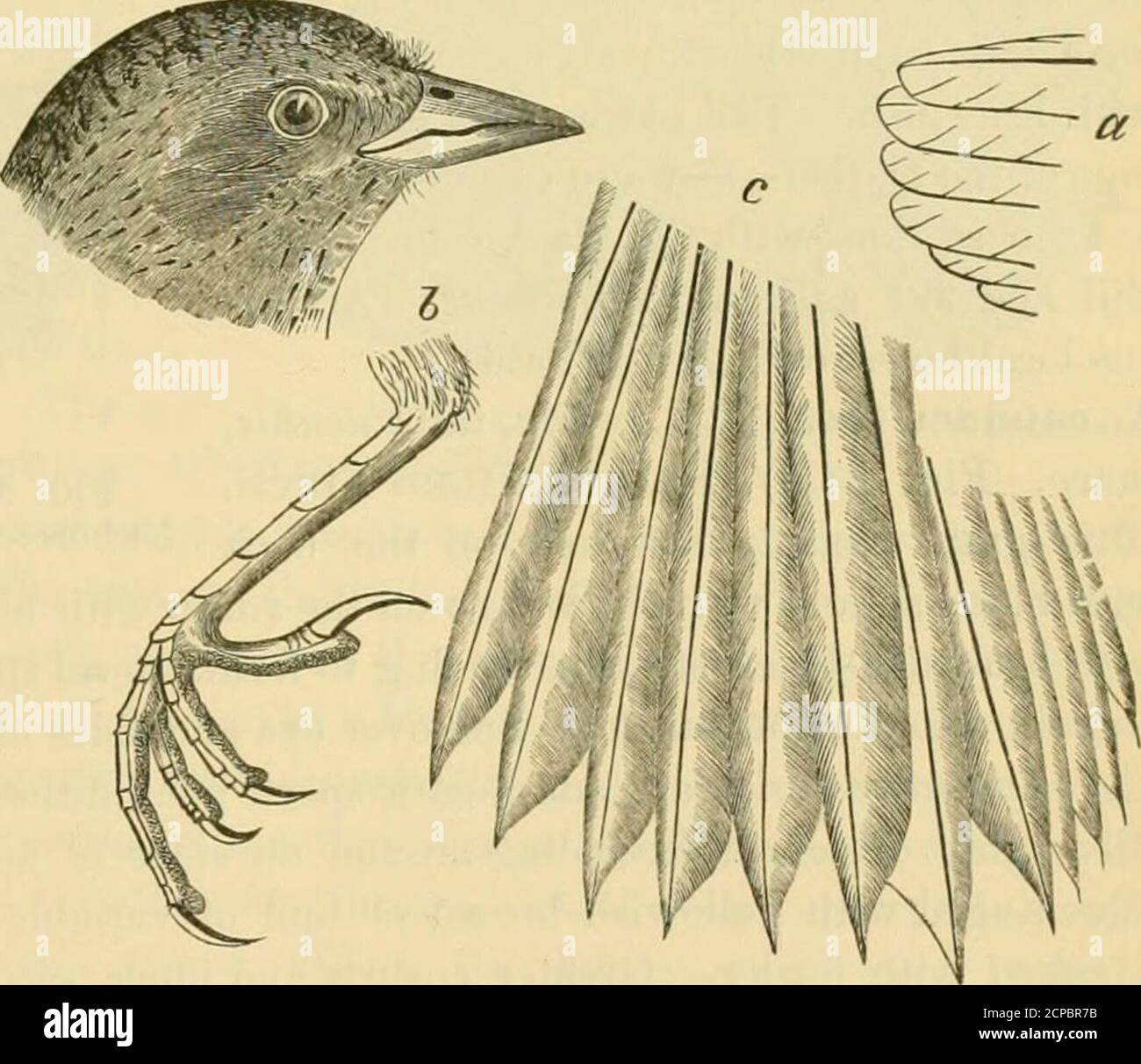 . Key to North American birds. Containing a concise account of every species of living and fossil bird at present known from the continent north of the Mexican and United States boundary, inclusive of Greenland and Lower California, with which are incorporated General ornithology: an outline of the structure and classification of birds; and Field ornithology, a manual of collecting, preparing, and preserving birds . rt, their claws underreachingbase of middle claw. Tail shorter ornot longer than wings, much rounded,of narrow, stiffish, sharp-pointed feath-ers. Embracing small streaky marshspar Stock Photo