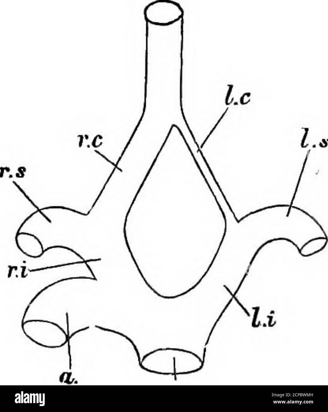 . The structure and classification of birds . Fig. 34.—Cabotids of Flamingo.Letteeing as in Fig. 32.. Fig. 35.—Cabotids op Cacatua.Letteedjo as in Fig. 32. Many writers, especially Nitzsch, among the earher anato-mists, have drawn attention to some of these variations. L. A. Neugebaueb, Systema Venosum- Avium, Nov. Act. Acad. Nat. Cv/r.xxi. 1845, p. 517; Bathke, Ober die Carotiden . . der Vogel, Arch. f. Anat. u.Phya. 1850, p. 184, and Bemerk. iiber die Entstehung, &o., der gemeinsoh.Carotis, ibid. 1858, p. 315 ; Gabbod, On the Carotid Arteries of Birds, P. Z. S.1873, p. 457 ; C. H. Wade, Note Stock Photo