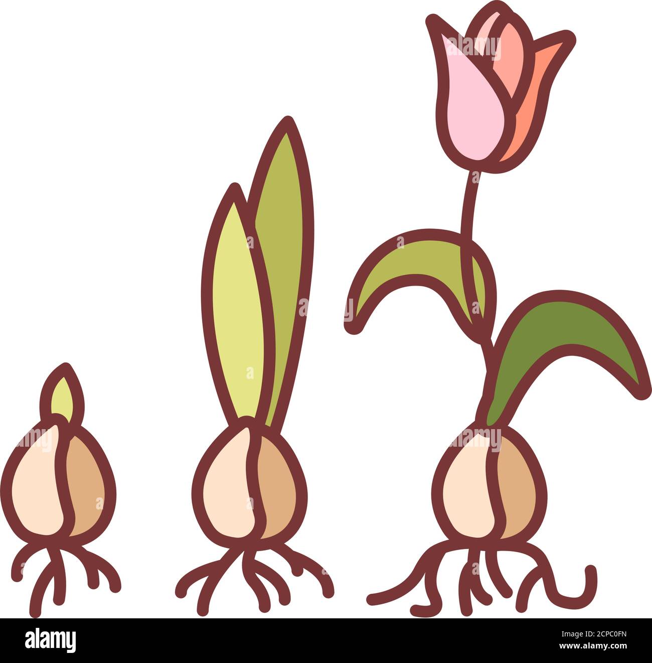Growing plant stages color line icon. The seed, germination, growth, reproduction, pollination, and seed spreading. Pictogram for web page, mobile app Stock Vector