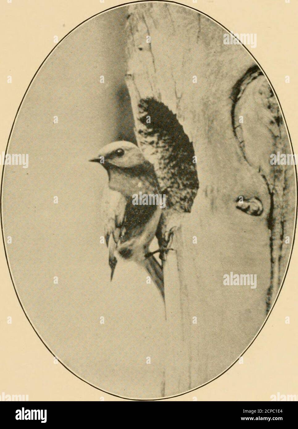 alamy