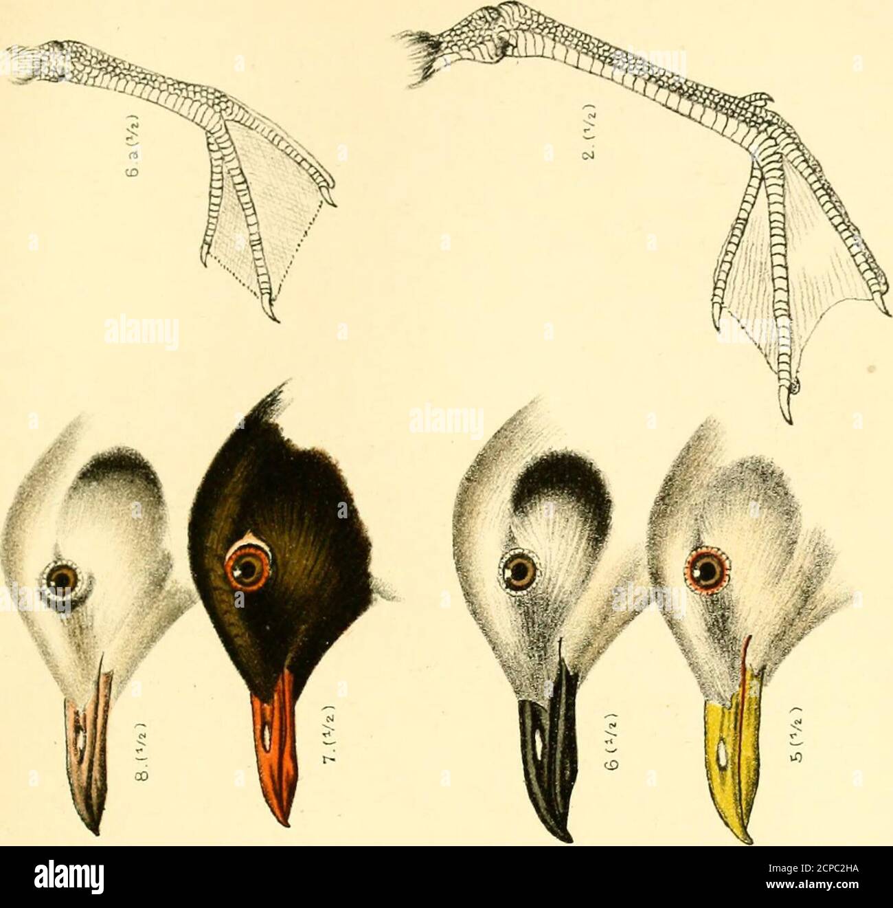 . A handbook of British birds, showing the distribution of the resident and migratory species in the British islands, with an index to the records of the rarer visitants . , asmay be seen by a comparison of the measurements,but also differs from it conspicuously in havingspotted wings and an ample crest, a peculiaritywhich has led to its generic separation from Cuculus.Like our bird, however, it is parasitic in its habits,usually invading the nests of Magpies, and thereindepositing its eggs, which resemble theirs in size andmarkings. In a former edition of Yarrells BritishBirds another specime Stock Photo