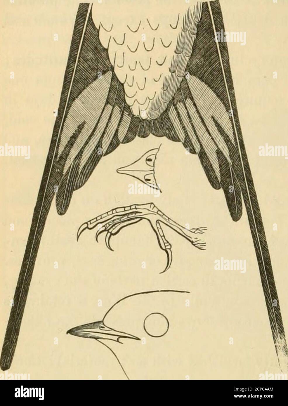 . Key to North American birds. Containing a concise account of every species of living and fossil bird at present known from the continent north of the Mexican and United States boundary, inclusive of Greenland and Lower California, with which are incorporated General ornithology: an outline of the structure and classification of birds; and Field ornithology, a manual of collecting, preparing, and preserving birds . mp rufous Petrochelidon lunifrons 162 5. Tarsus with tuft of feathers below; lustreless gray; below white Cotile riparia 163 6. Outer edge of first primary serrate; lustreless brow Stock Photo