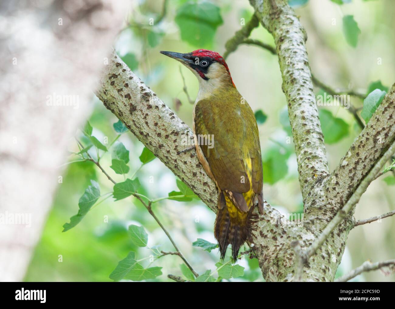 Male green woodpecker (Picus viridis) on a poplar's branch Stock Photo