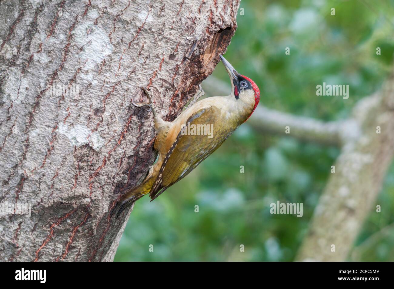 Male green woodpecker near its nest hole on a poplar tree Stock Photo
