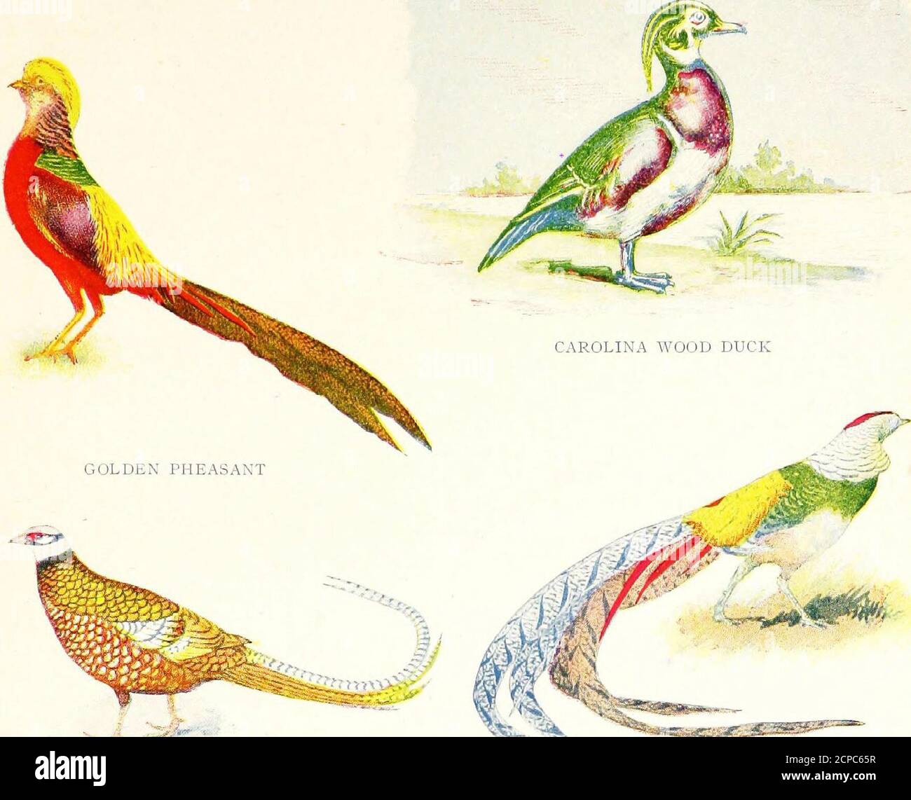 The reliable pheasant standard; a practical guide on the culture, breeding,  rearing, trapping, preserving of pheasants, game birds, ornamental land and  water fowl, singing birds, etc. . SOEMMERING PHEASANTS—Adapted tolcovert The