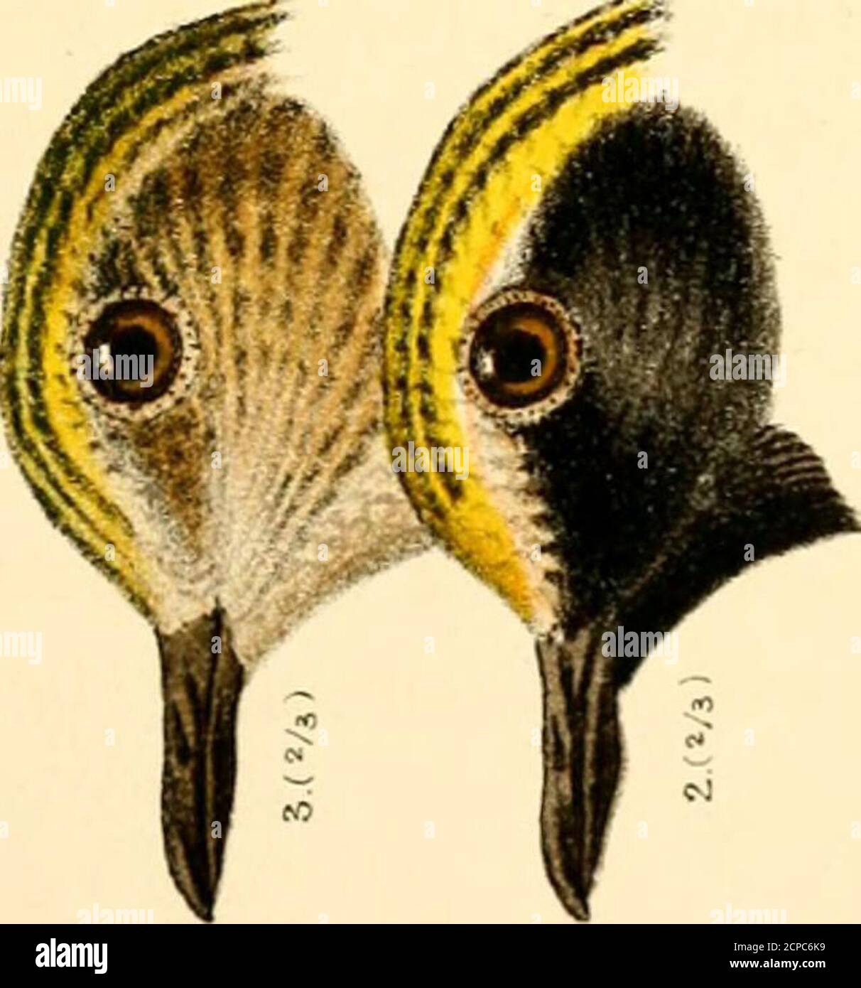 . A handbook of British birds, showing the distribution of the resident and migratory species in the British islands, with an index to the records of the rarer visitants . I. Stock Photo
