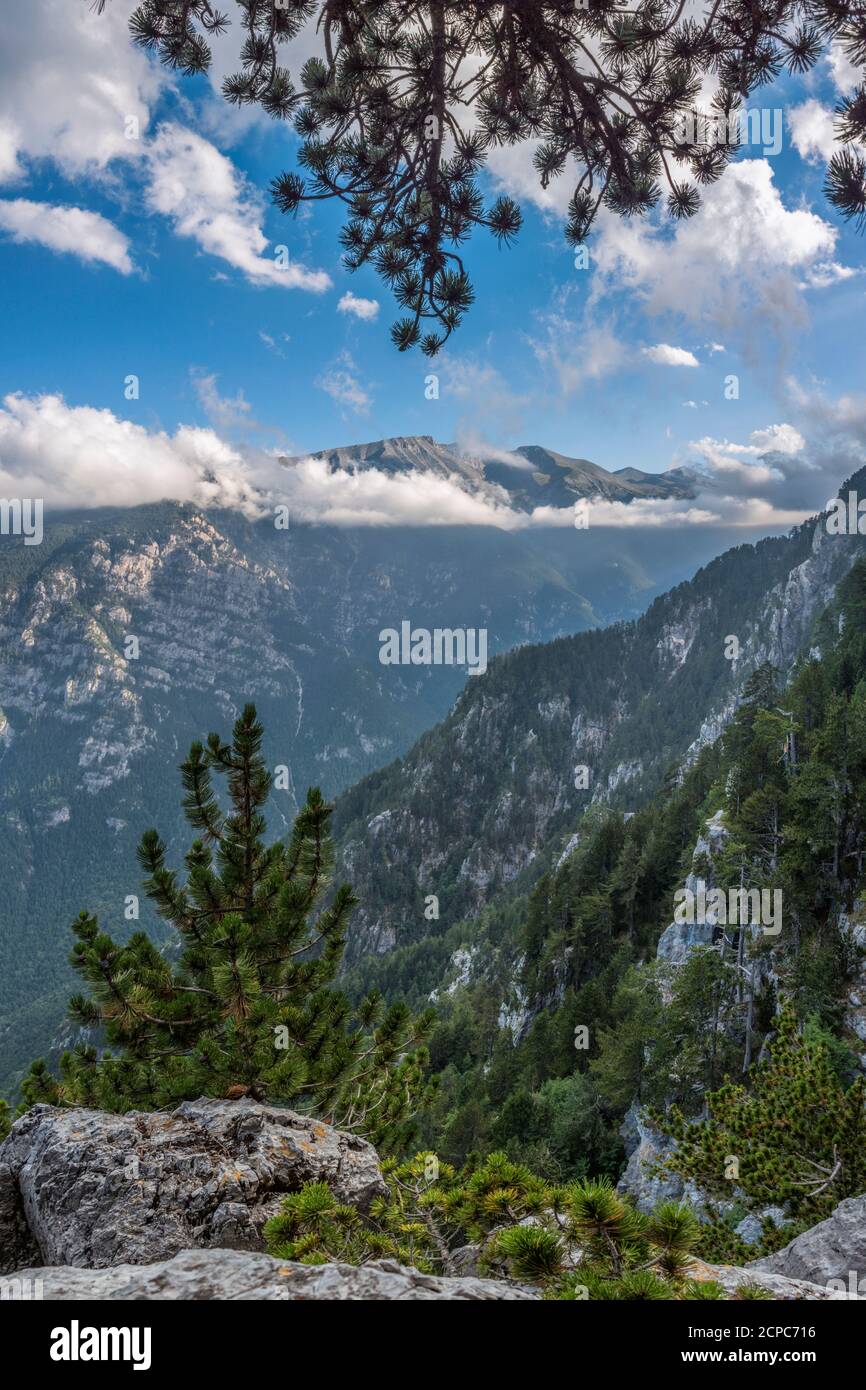 Forest in Mount Olympus national park Stock Photo