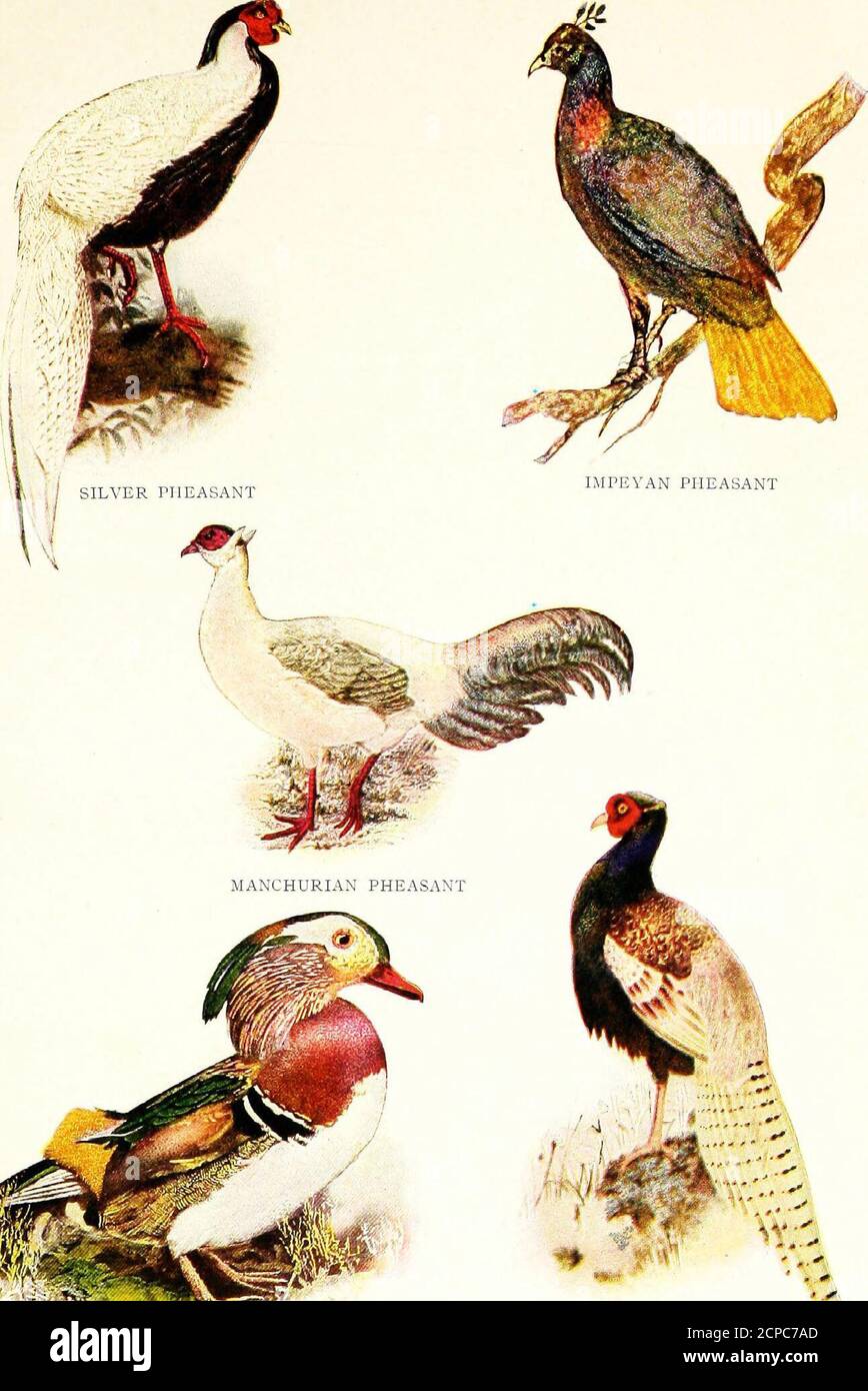 . The reliable pheasant standard; a practical guide on the culture, breeding, rearing, trapping, preserving of pheasants, game birds, ornamental land and water fowl, singing birds, etc. . y by giving his money away; but as I have no millions to giveaway, I am trying the very best next thing for your happiness that money can buy. Pheas-ant breeding will soon become popular, not alone for their beauty, taxidermy and feathers,but meat especially. We all like something good to eat, and there is nothing finer to be hadthan a pheasant roast. A Practical Poultry-Yard Gate It will make you feel good t Stock Photo