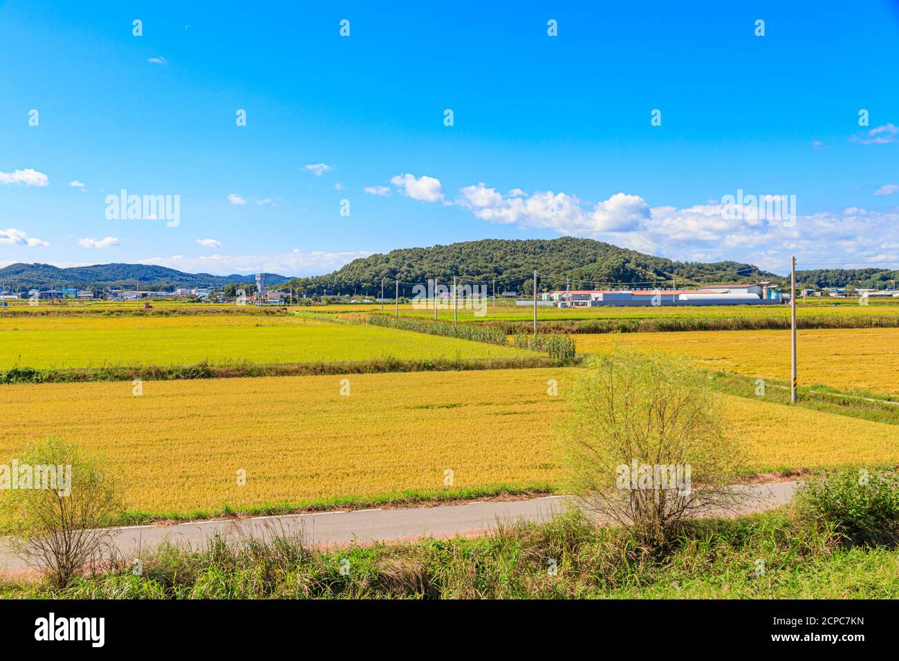 Korean traditional rice farming. Rice farming landscape in autumn. Rice field and the sky in, Gimpo-si, Gyeonggi-do, Korea. Stock Photo