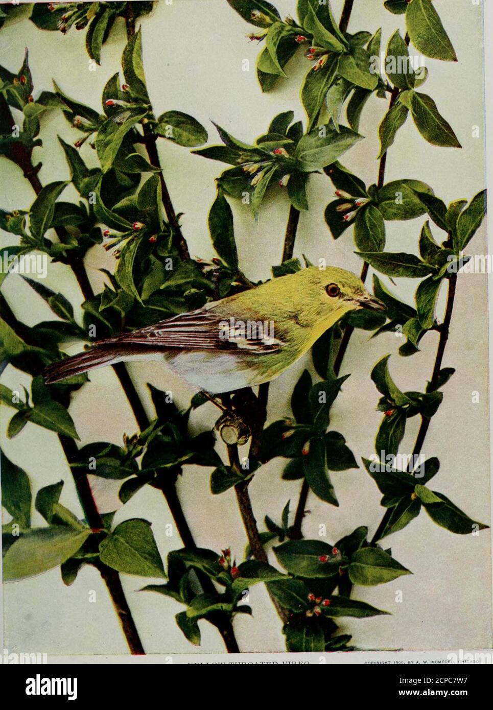 . www.flickr.com/photos/internetarchivebookimages/tags/book... . 96 WARBLING VIREO.Life size.. 51 VELLOVV-THROATED VIKEO.i Life-size. INSECTIVOROUS BIRDS 373 THE YELLOW-THROATED VIREO* The popular name of this species of an attractive familyis Yellow-throated Greenlet, and our young readers willfind much pleasure in watching its pretty movements andlistening to its really delightful song whenever they visit theplaces where it loves to spend the happy hours of summer.In some respects it is the most remarkable of all the speciesof the family found in the United States. The Birds ofIllinois, a bo Stock Photo