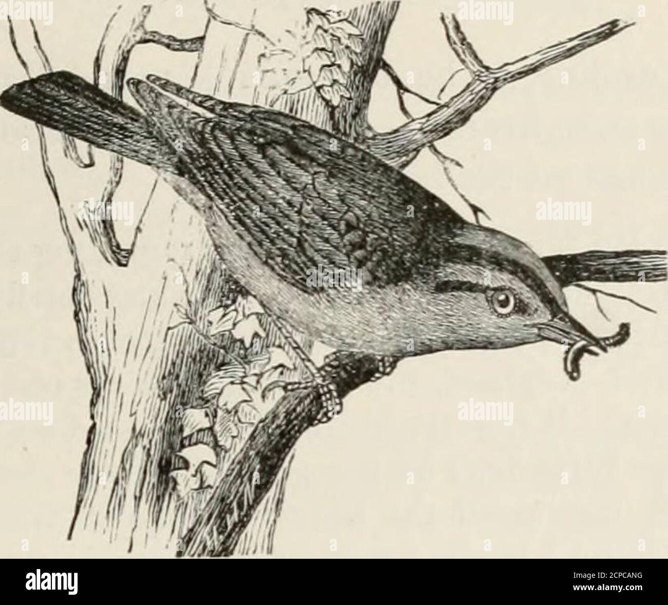 . A popular handbook of the ornithology of eastern North America . uring the spring migrations, these birds are exceed-ingly active and very shy, moving incessantly among the branchesin quest of insects, and when approached darting into the thickestcovers; but those I saw on the Fresh Pond marsh at Cambridgefed chiefly on the ground, among the leaves, and when disturbedflew generally but a short distance to a low branch, and sat as com-posedly as a Thrush. Thompson describes the song as similar to the Golden-crownedThrusli, and says it may be suggested by the syllables beecher-beecher-heechei- Stock Photo