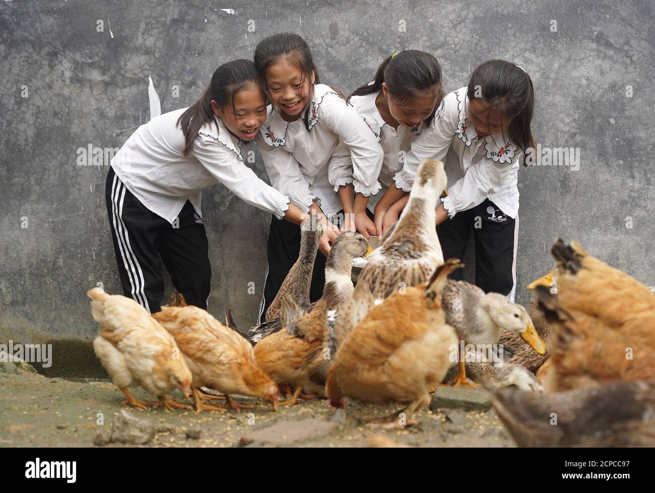 (200919) -- GANZHOU, Sept. 19, 2020 (Xinhua) -- The quadruplet girls feed the poultry at home in Shangbao Village, Ganzhou City of east China's Jiangxi Province, Sept. 10, 2020. Wu Nianyou, a farmer in Shangbao Village of Ganzhou City, and his wife saw their quadruplet daughters come to the world on a morning in September 2010. They named their daughters Wu Mengling, Wu Mengting, Wu Mengyun and Wu Mengqin, who became their worry to raise up with little income only from the fields. Being premature babies, the girls were in poor health conditions which needed lots of money to treat. With the hel Stock Photo